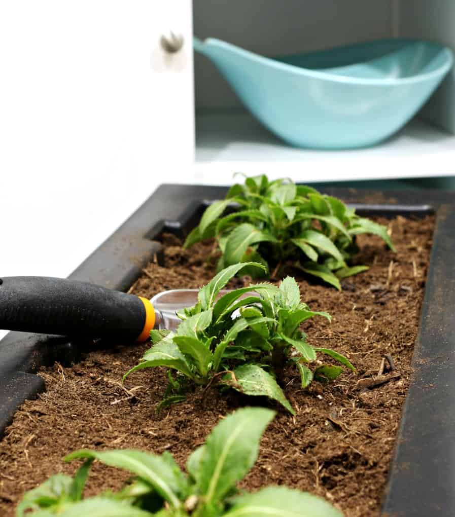 black window box with dirt inside and plants in in dirt with shovel with aqua dish in background