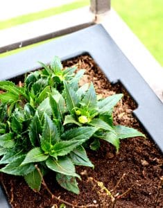 3 Easy Steps to Create a Container Garden
