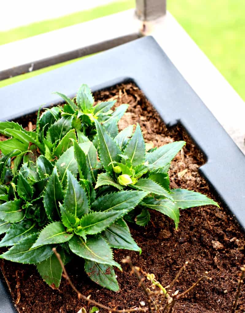 black container with green plant in soil