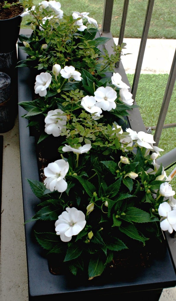 black window box with white flowers and greenery on patio floor