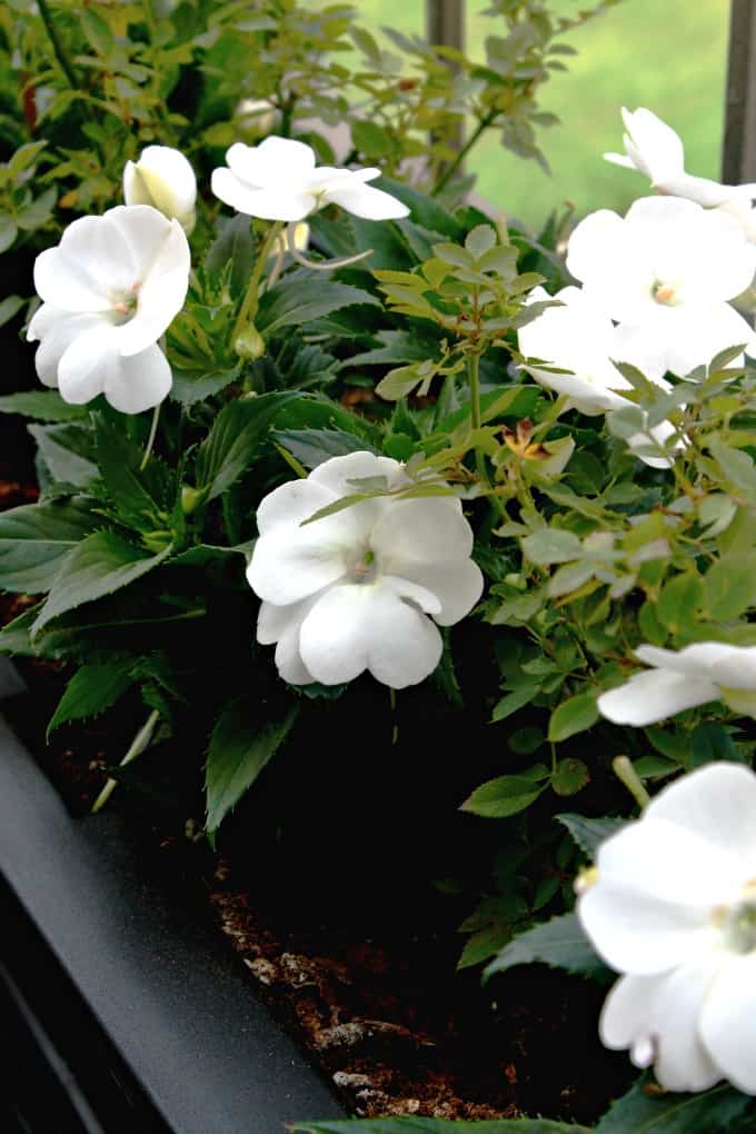 black container with green plant with lots of white flower in soil