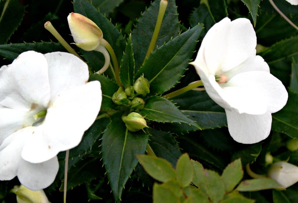 White flowers with greenery and buds