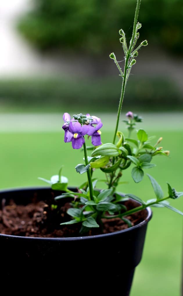 purple flower plant in black pot