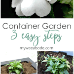 White flowers with greenery and buds title small home gardening in containers