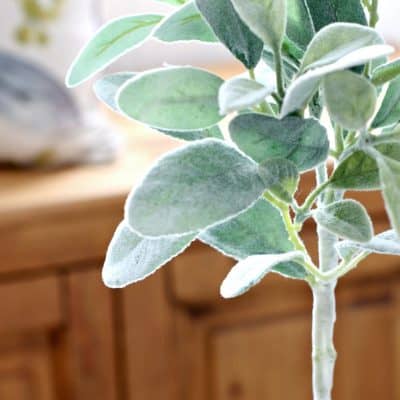 close up of lambs ear topiary tree