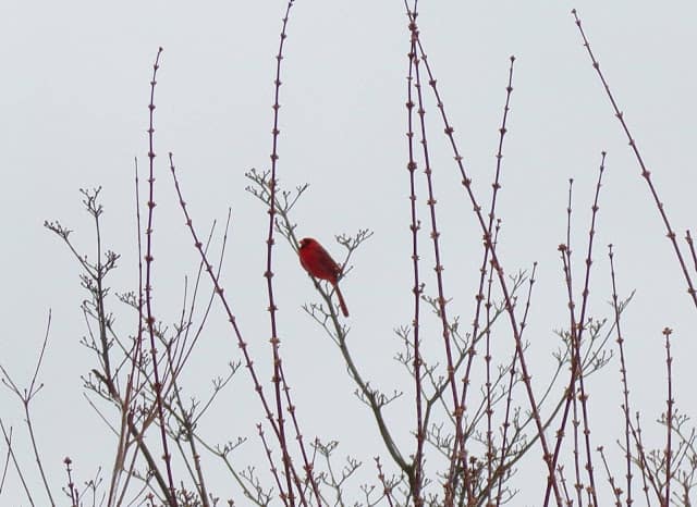 tuesday turn about 87 february fun cardinal in trees on winter day