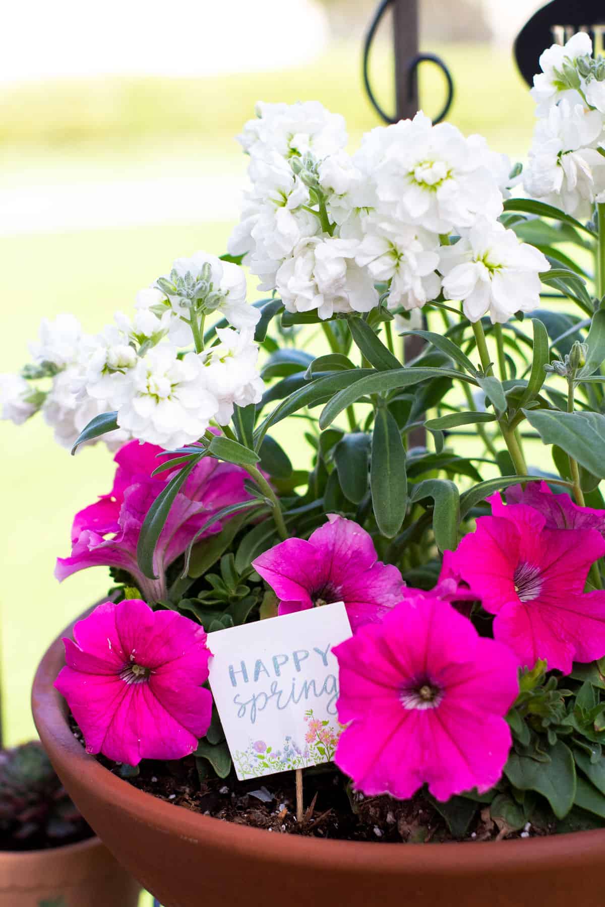 stock flowers in a terra cotta pot with petunias