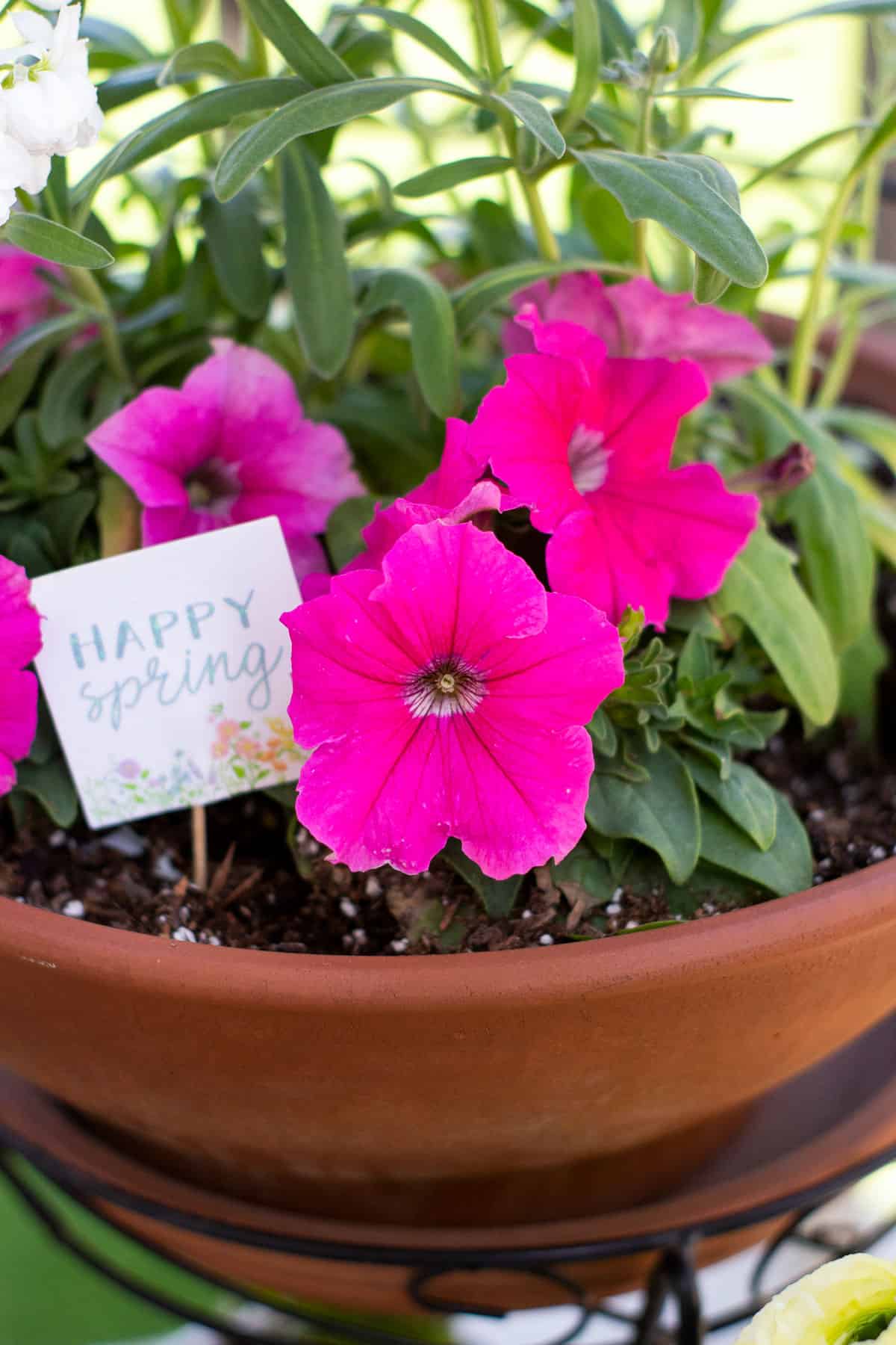 how to add spring time flowers to a tiny patio terra cotta pots with pink petunias and spring time sign