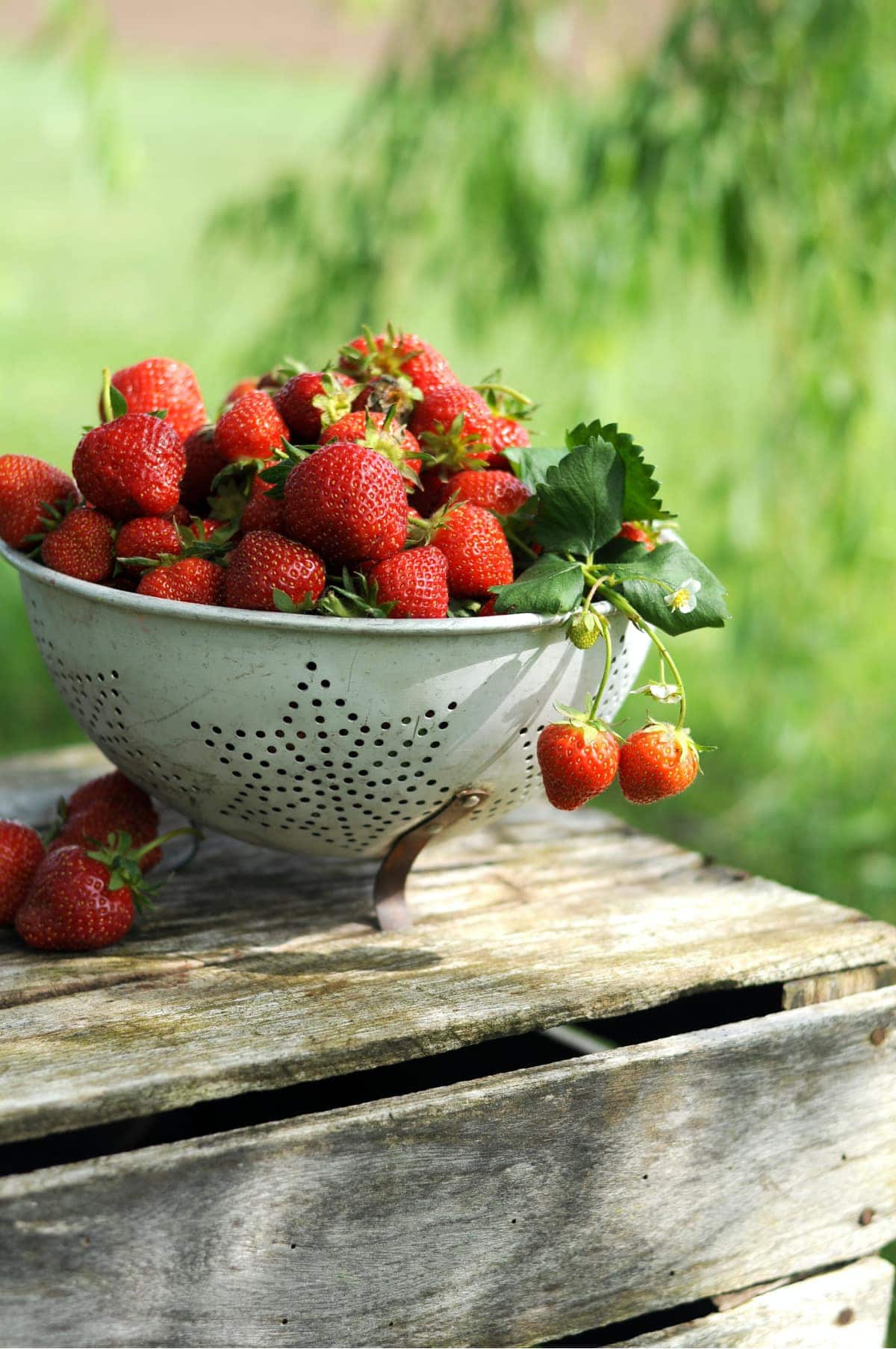easy no fail strawberry shortcake pinterest challenge strawberries in colander on wood crate
