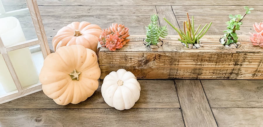 tuesday turn about 124 last minute fall pumpkins and mini succulent garden on wood surface