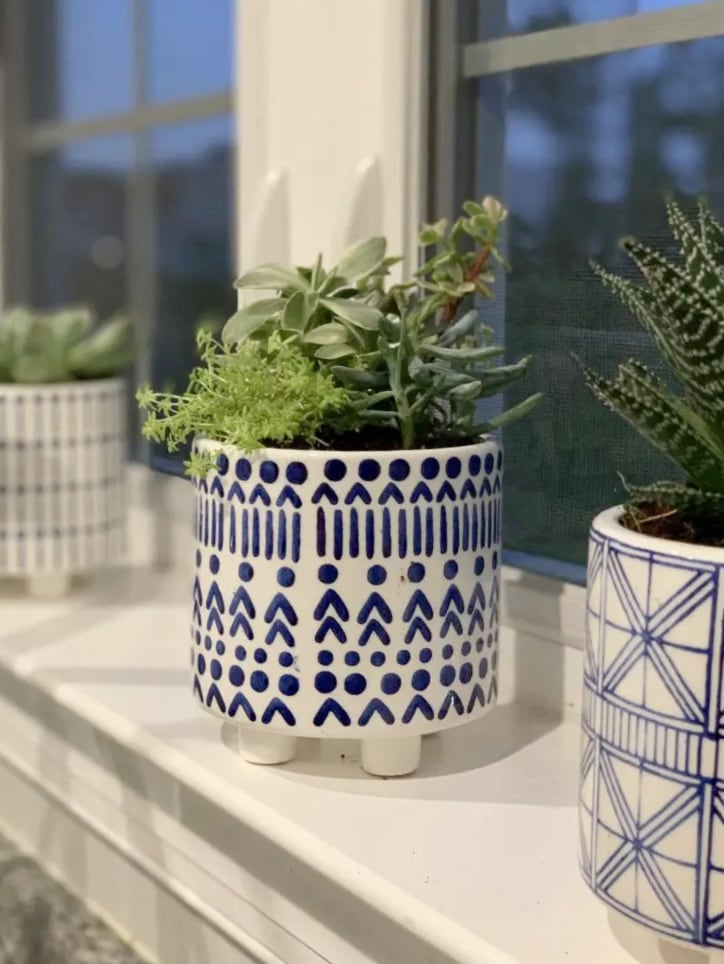 succulent in white and blue pot on windowsill