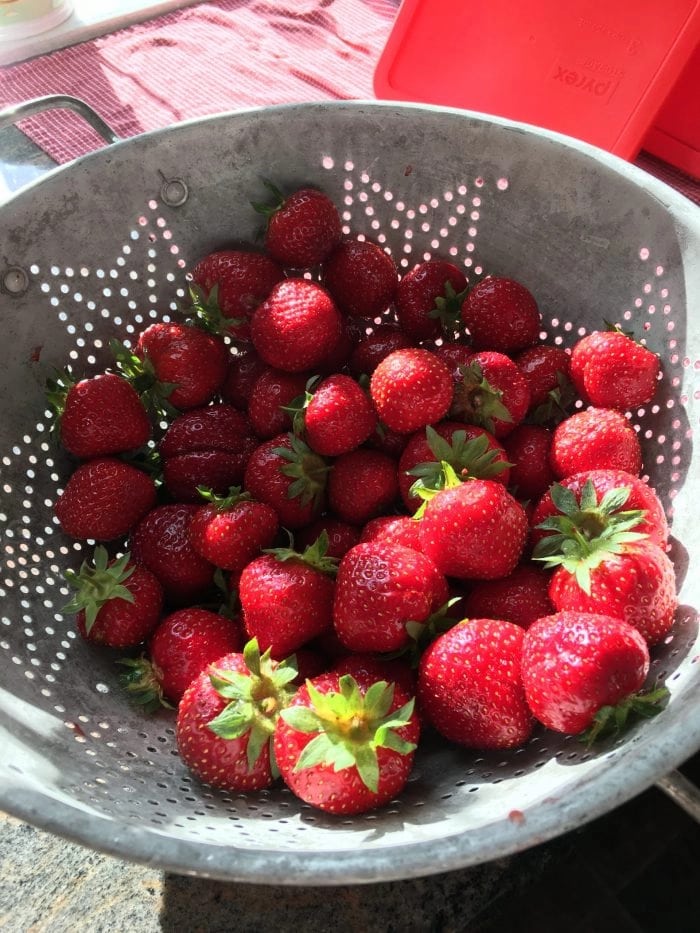 red ripe strawberries in a metal colander