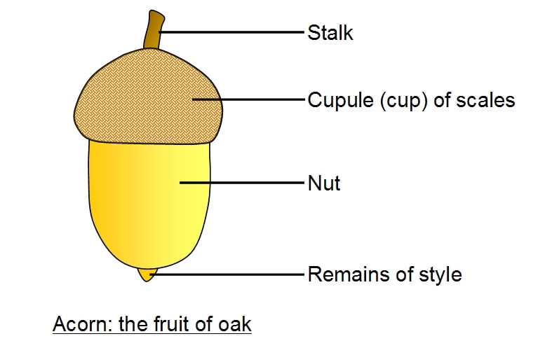 diagram of the anatomy of an acorn