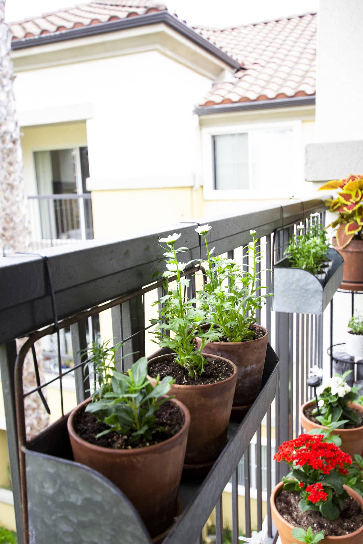 daisies in window box on balcony railing