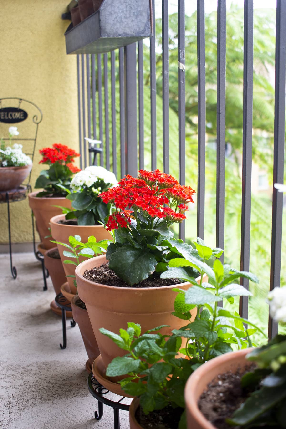 apartment balcony container gardening for summer terra cotta pots with flowers on balcony