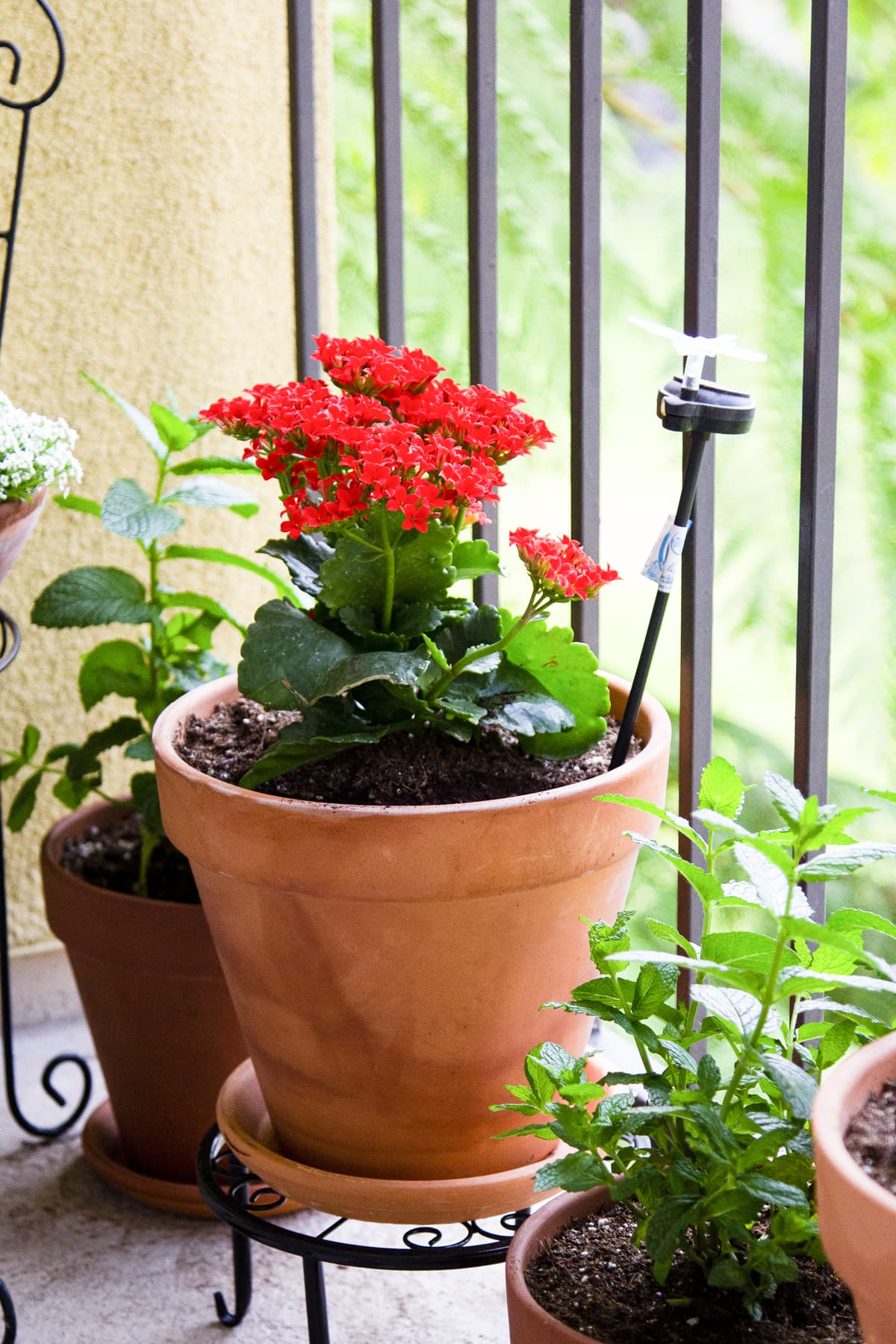 flowering plant in terra cotta pot on balcony