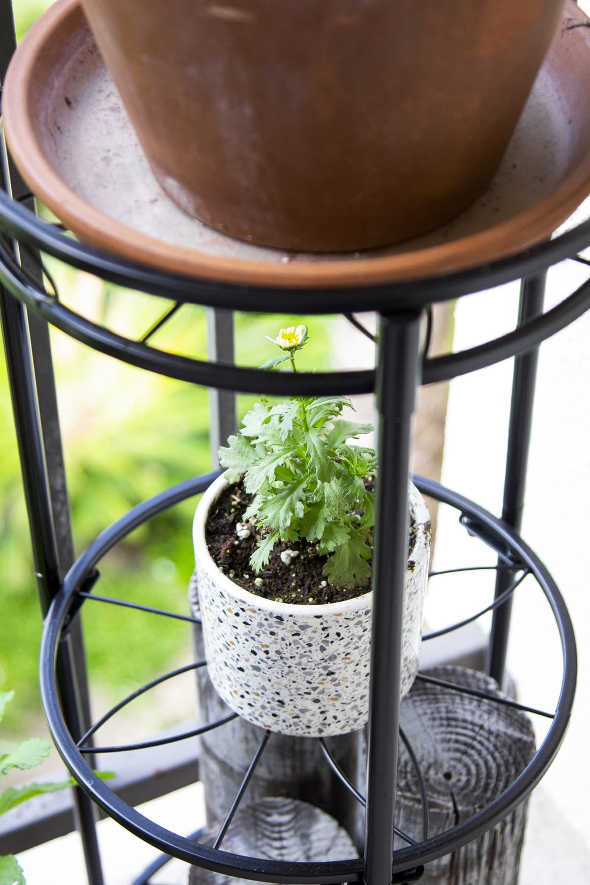 small plant in pot on stand