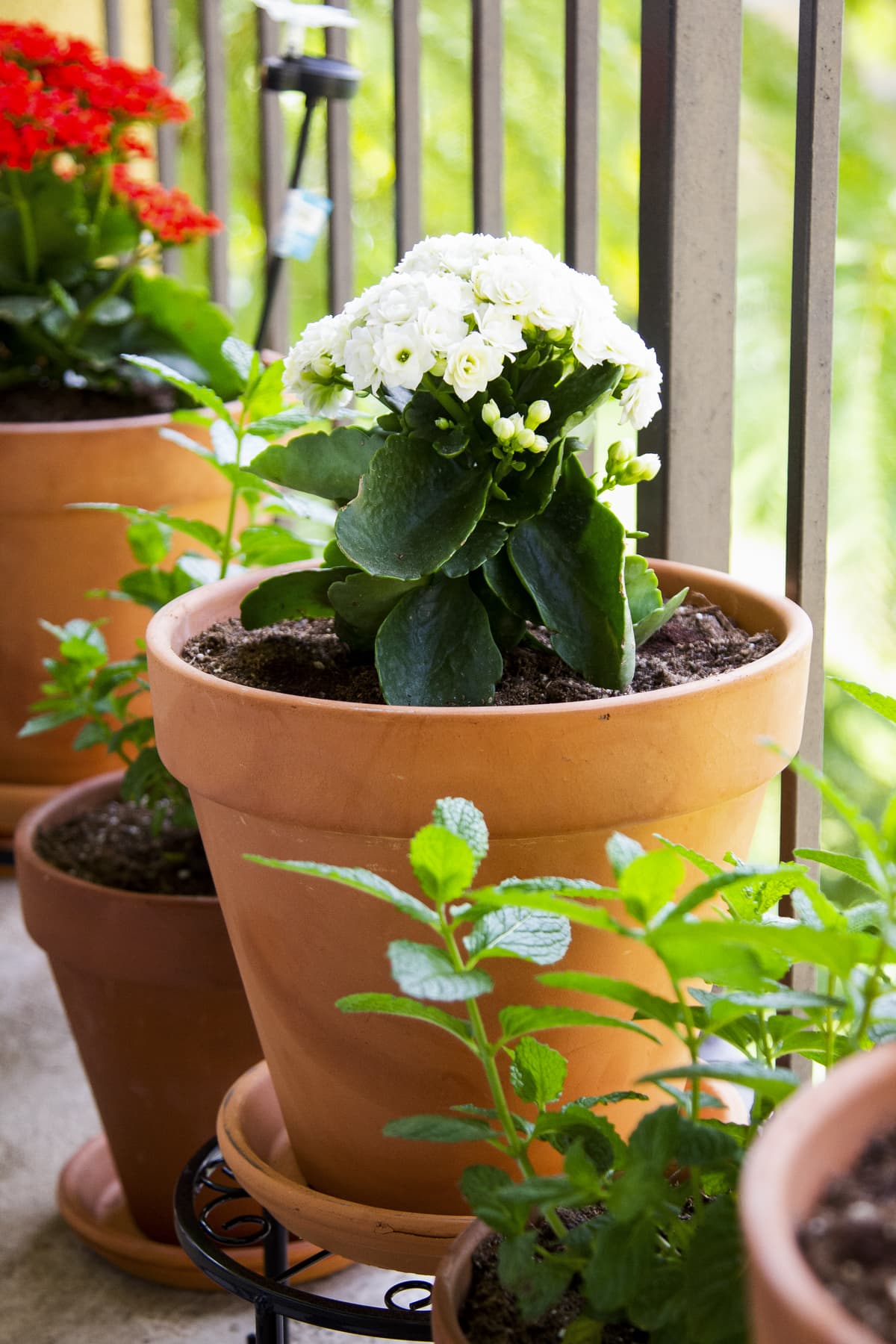 white flowering plant and mint in terra cotta pots