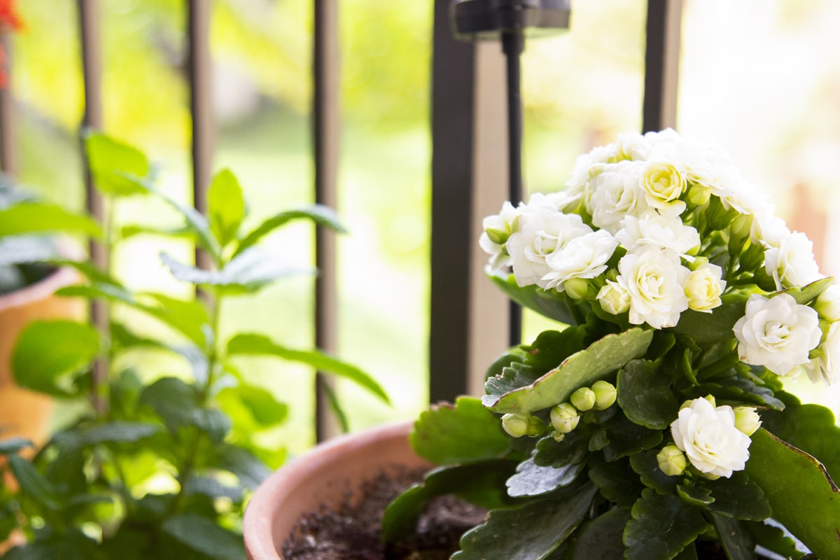 apartment balcony container gardening for summer white flowering plants with green leaves in pot