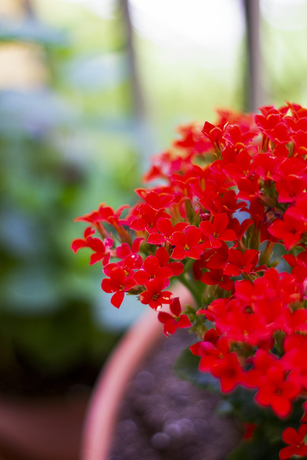 closeup of red flowers in pot