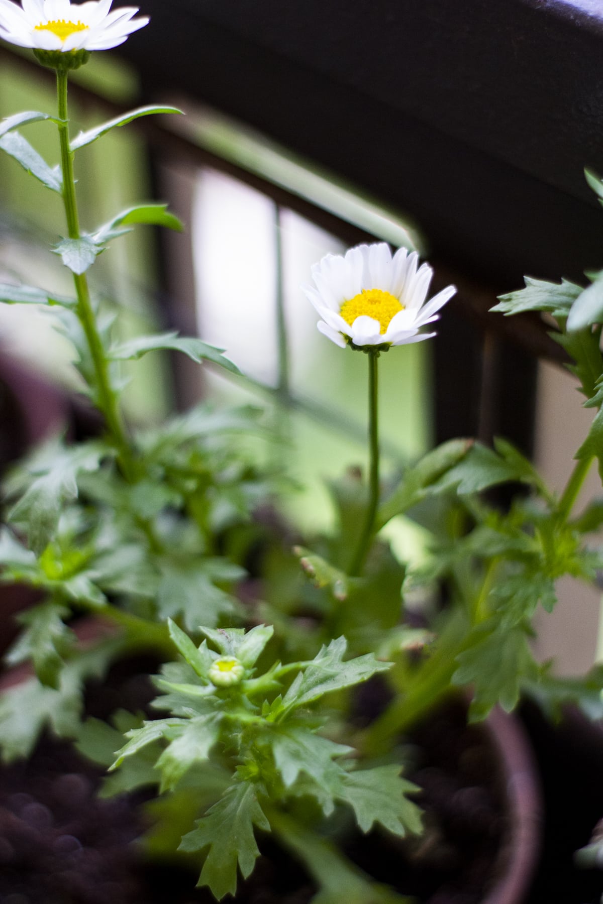 apartment balcony container gardening for summer closeup of daisy flower