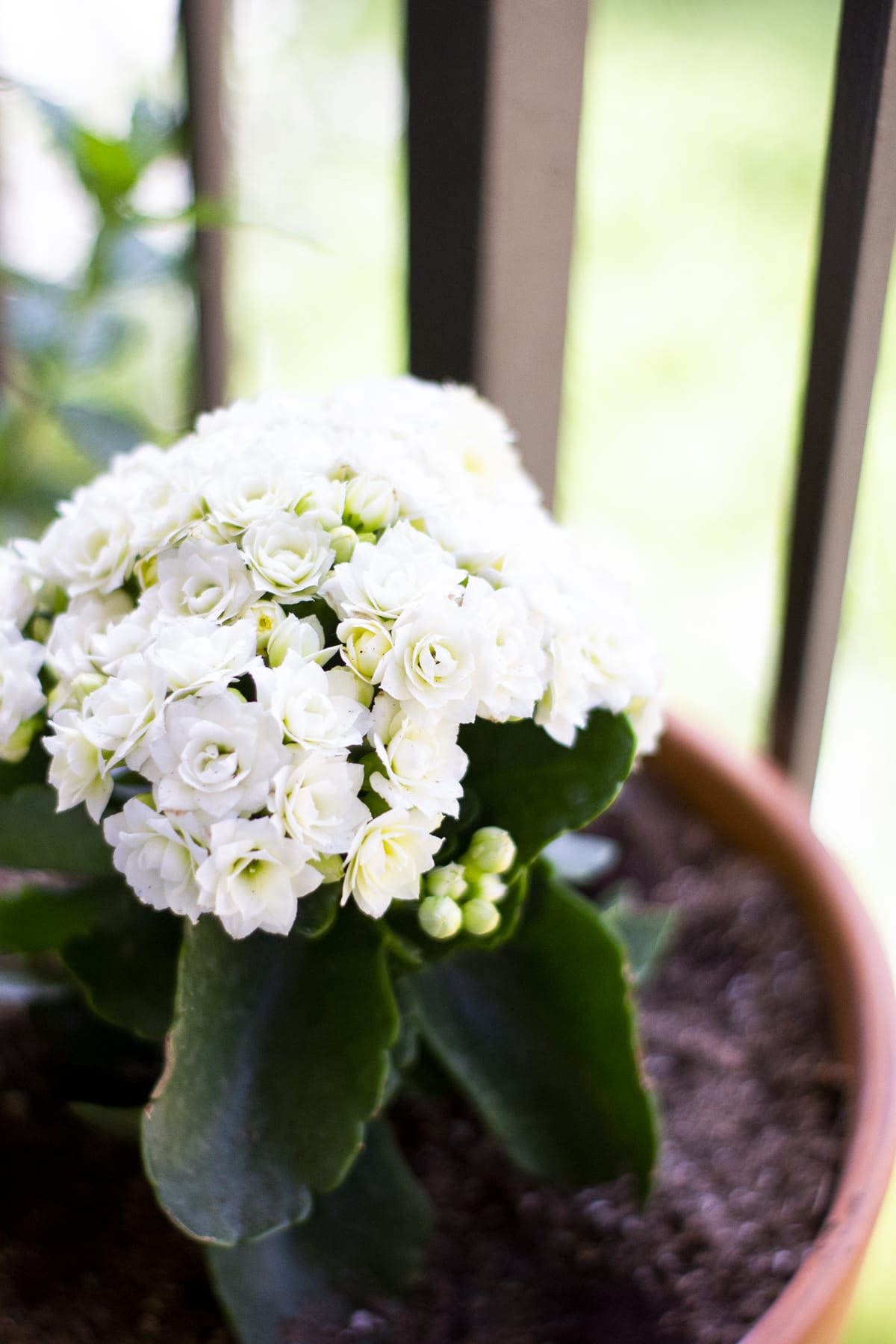 apartment balcony container gardening for summer white flowering plants with green leaves in pot