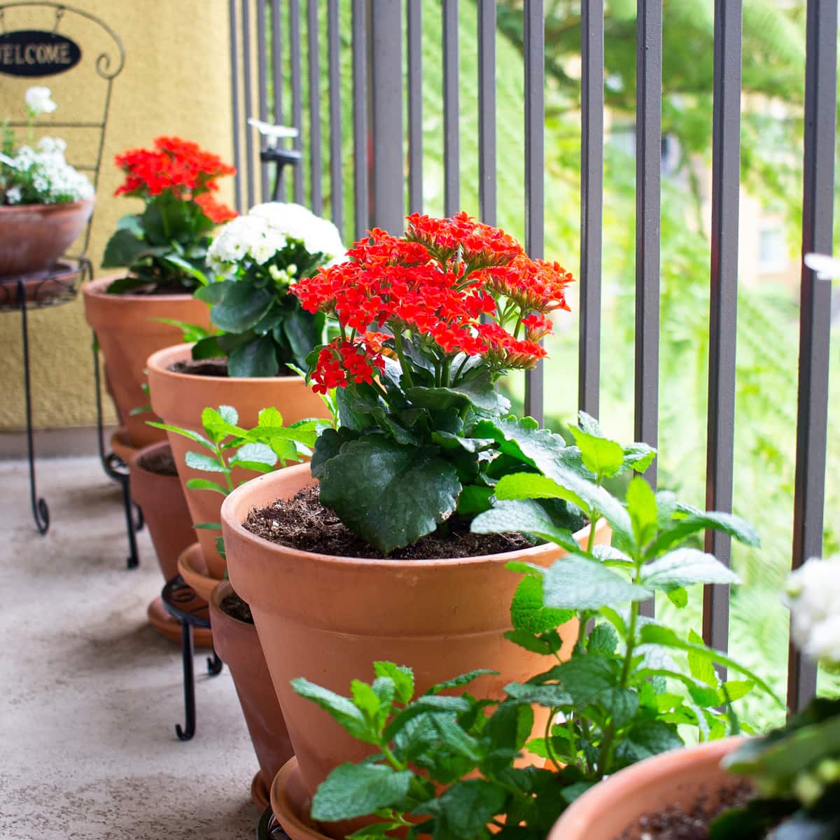 Apartment Balcony Container Gardening for Summer