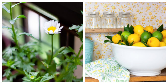collage of summer decor and daisy plant
